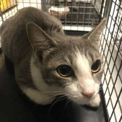 A young small-sized female Domestic Short Hair cat named A for adoption in Conroe, TX