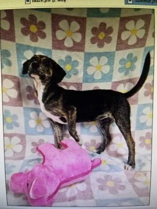 A baby small-sized female Mixed Breed dog named Sammie for adoption in West Chester, PA