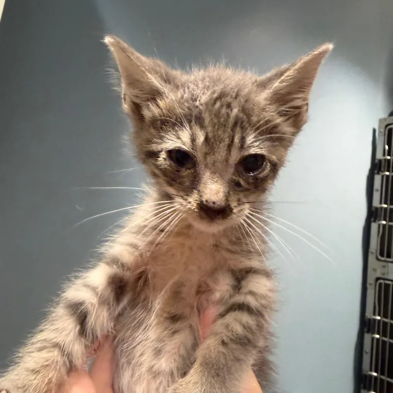 A baby small-sized male Gray / Blue / Silver Domestic Short Hair cat named Leonardo for adoption in Chattanooga, TN