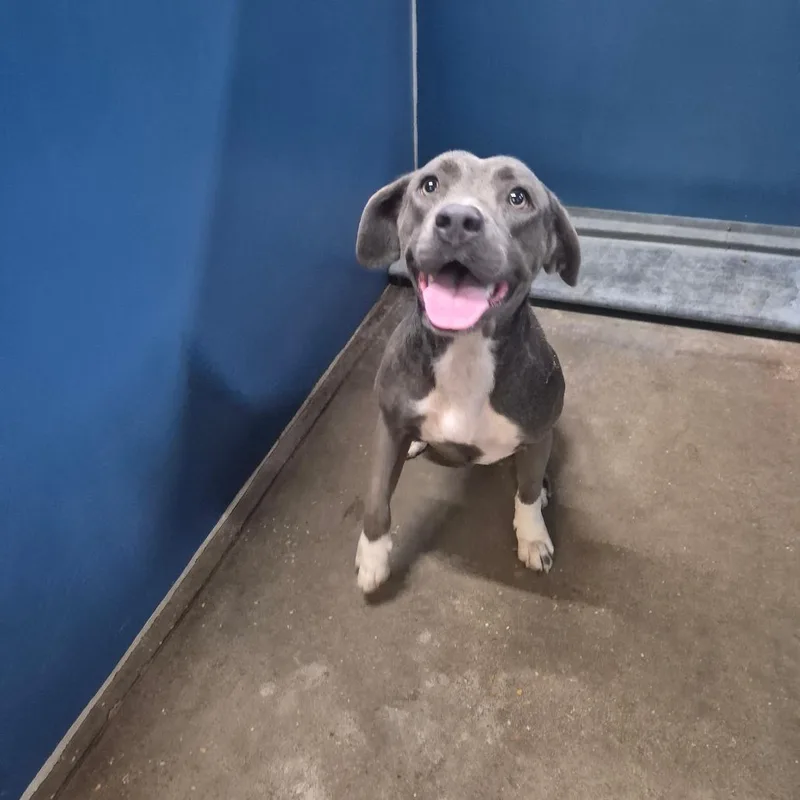 An adult medium-sized female Gray / Blue / Silver Terrier dog named Judie for adoption in Montgomery, AL