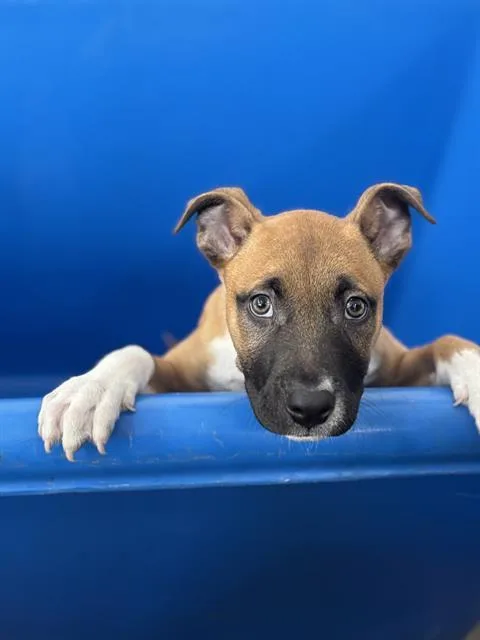 A baby medium-sized male Mixed Breed dog named Buddy for adoption in Dallas, TX