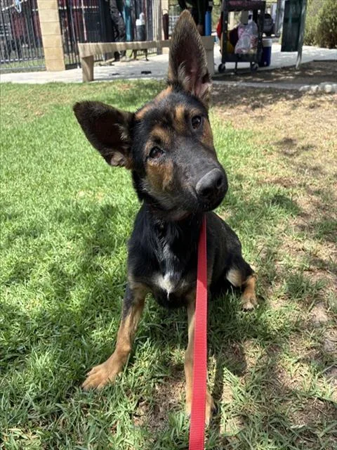 A young small-sized female Shepherd dog named Jan Brady for adoption in Riverside, CA