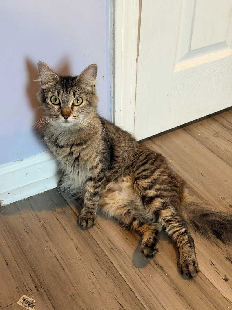 A young medium-sized female Tabby cat named Duchess for adoption in Shrewsbury, MA