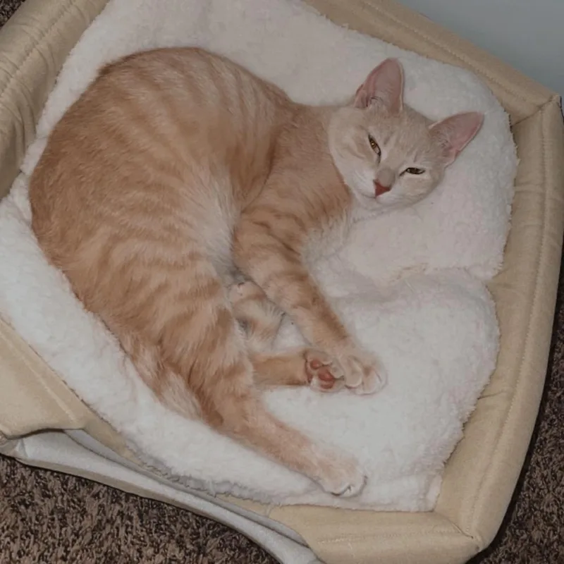 Nala thumbnail 3