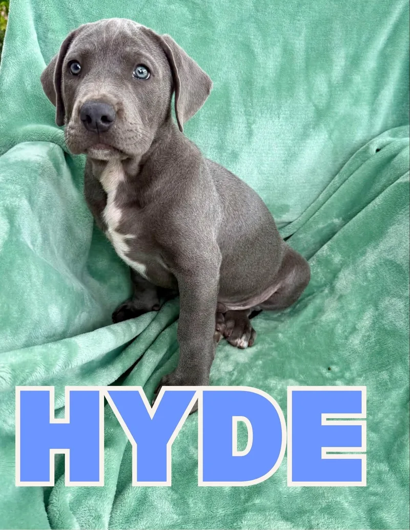 A baby large-sized male Pit Bull Terrier dog named Hyde for adoption in Shalimar, FL