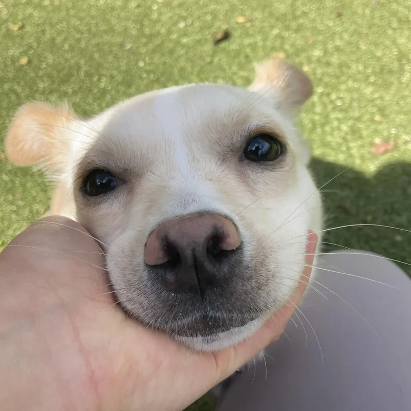 A young medium-sized female White / Cream Mixed Breed dog named Sky for adoption in Providence, RI