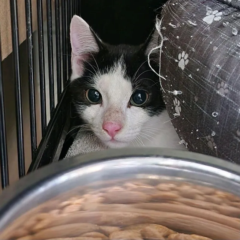 A baby small-sized male White Domestic Short Hair cat named Flora for adoption in Columbus, NC