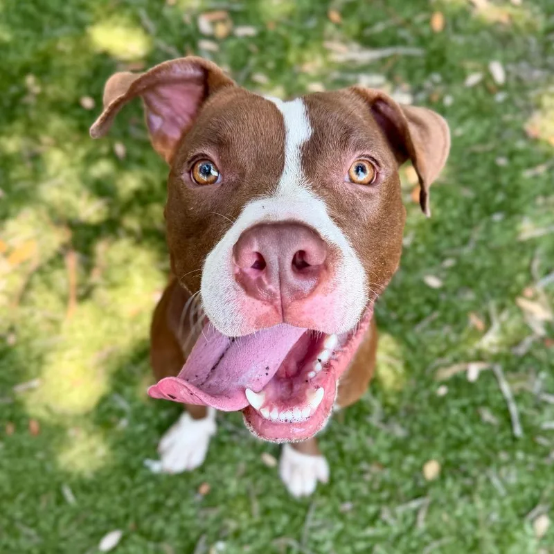 Ziggy