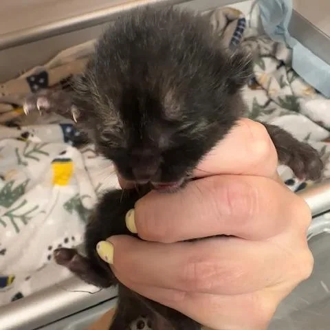 A baby small-sized female Black Domestic Short Hair cat named Magenta for adoption in Clearwater, FL
