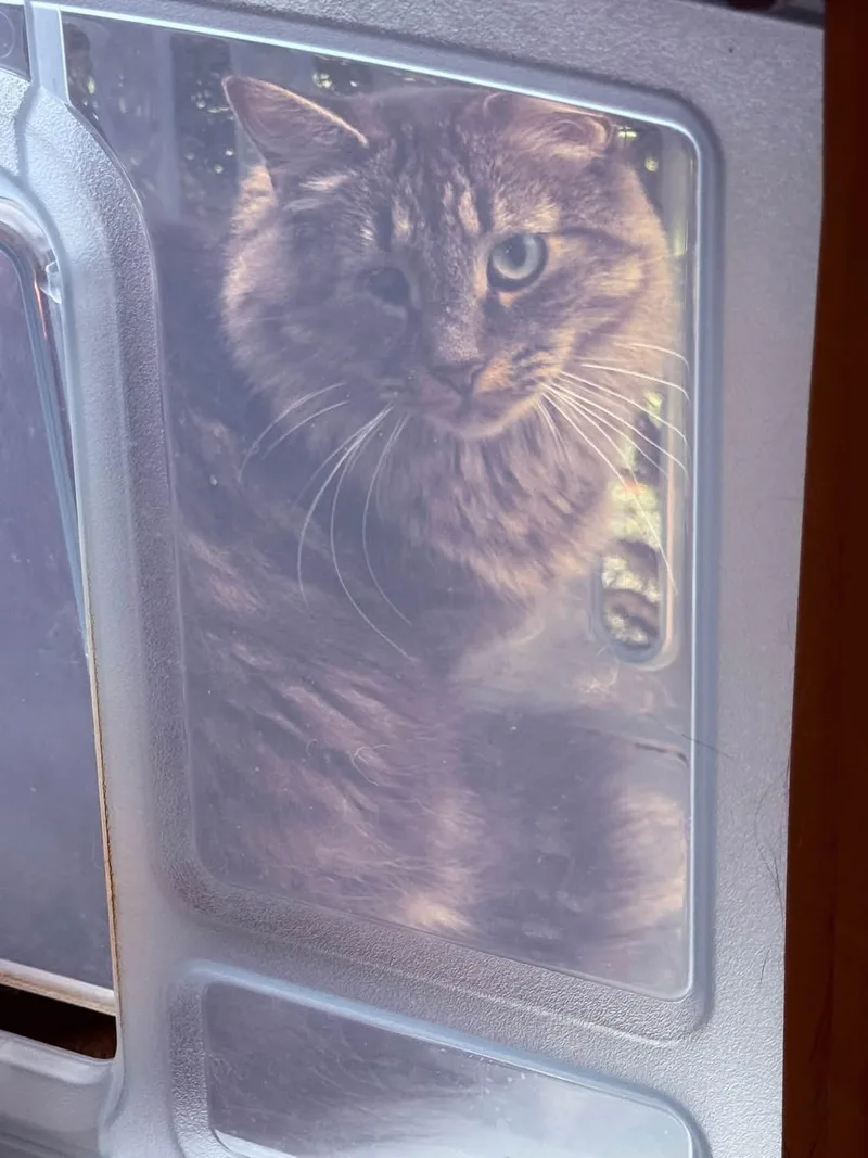 An adult large-sized female Maine Coon cat named Willow for adoption in Newark, NJ