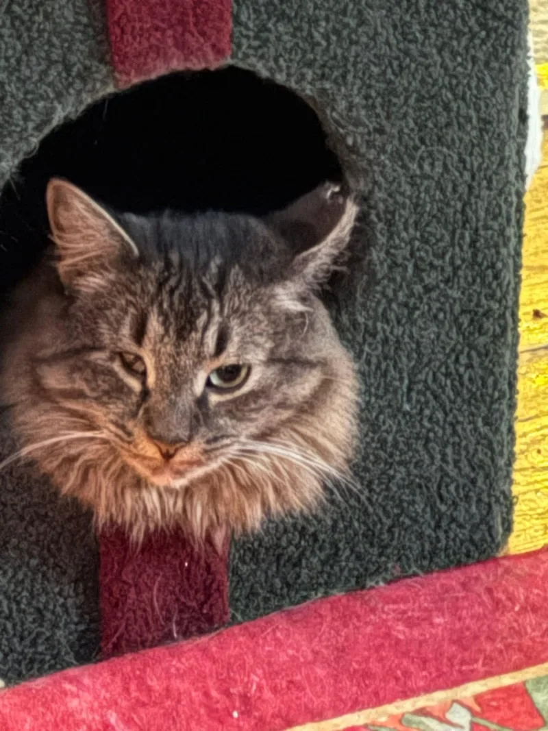 Willow thumbnail 3