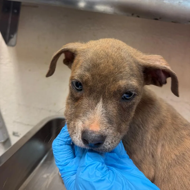 A baby small-sized male Brindle Pit Bull Terrier dog named Bobby for adoption in Birmingham, AL