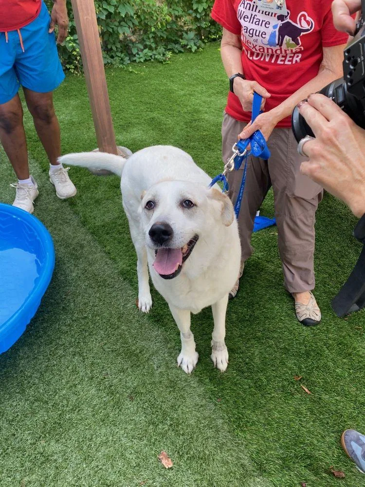 An adult extra large-sized female White / Cream Mixed Breed dog named Dunya for adoption in Alexandria, VA
