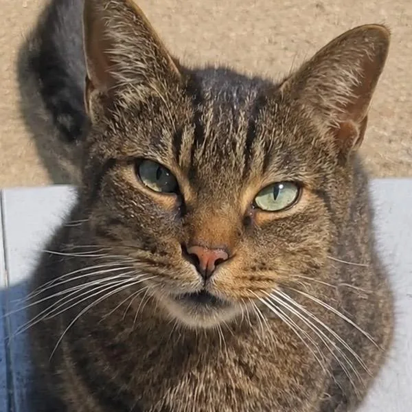 An adult small-sized male Orange / Red American Shorthair cat named Gatsby Home to for adoption in South Elgin, IL