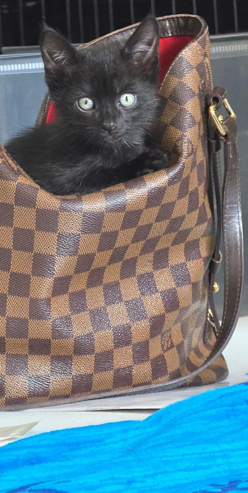 A baby small-sized male Domestic Short Hair cat named Stack for adoption in Long Beach, CA