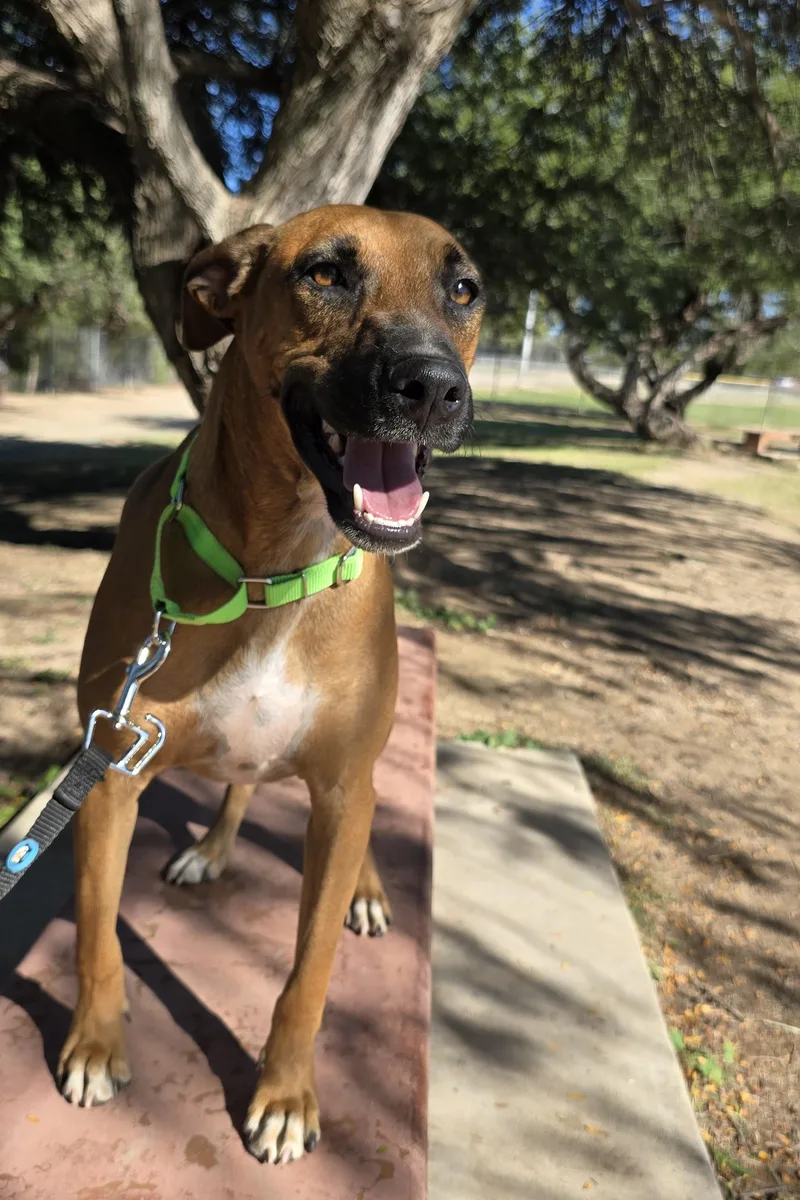 An adult medium-sized male Shepherd dog named Rigel for adoption in Tucson, AZ