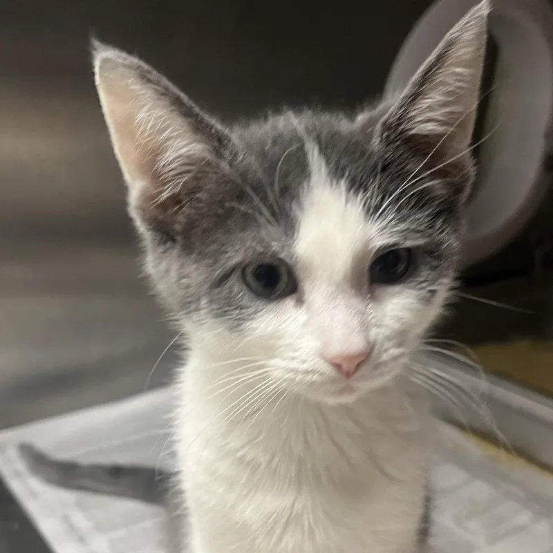 A baby small-sized female Gray / Blue / Silver Domestic Short Hair cat named Cornflower for adoption in Oak Park, IL