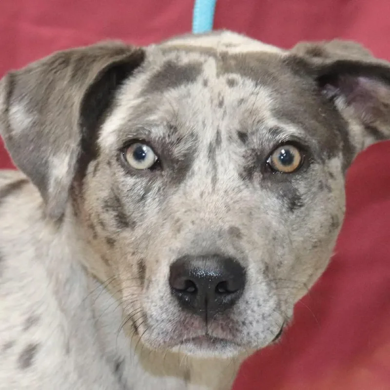 A young medium-sized female Gray / Blue / Silver Catahoula Leopard Dog dog named Dot for adoption in Bartlett, TN