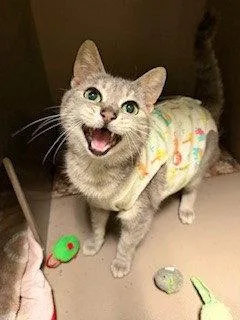 A senior medium-sized female Gray / Blue / Silver Domestic Short Hair cat named Doris for adoption in Clyde, NC