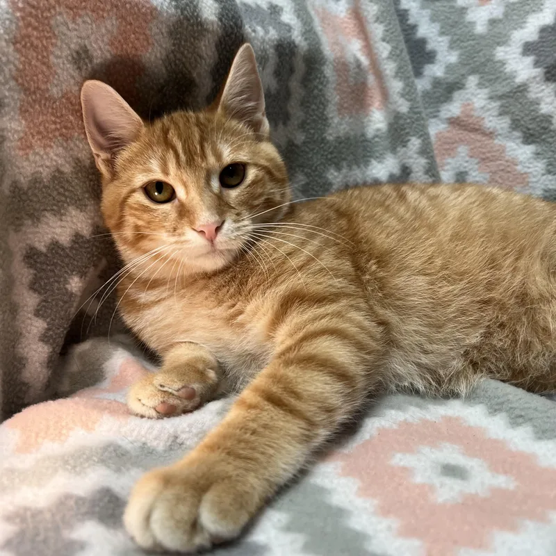 A baby medium-sized male Tabby (Orange / Red) Domestic Short Hair cat named Karl for adoption in Fairmont, MN