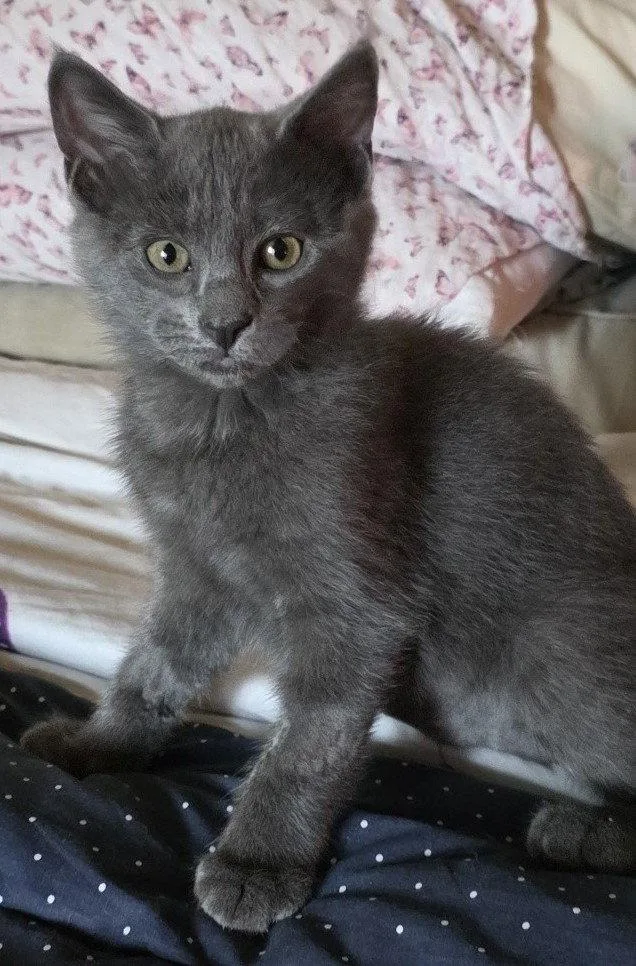 A young medium-sized female Domestic Short Hair cat named Juniper for adoption in Phoenix, AZ