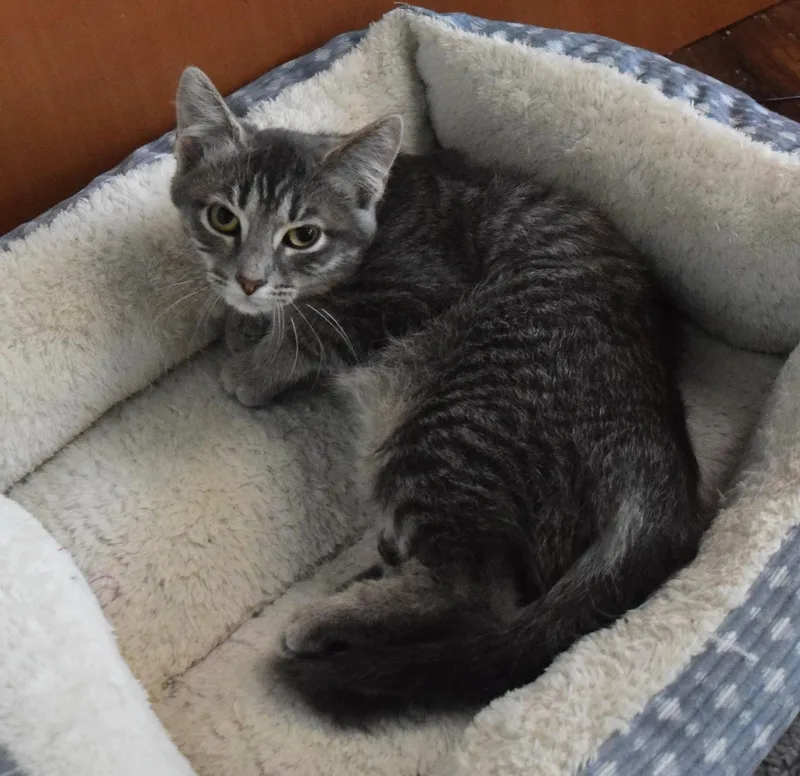 A young small-sized female Tabby (Gray / Blue / Silver) Domestic Short Hair cat named 22435 for adoption in Broken Arrow, OK