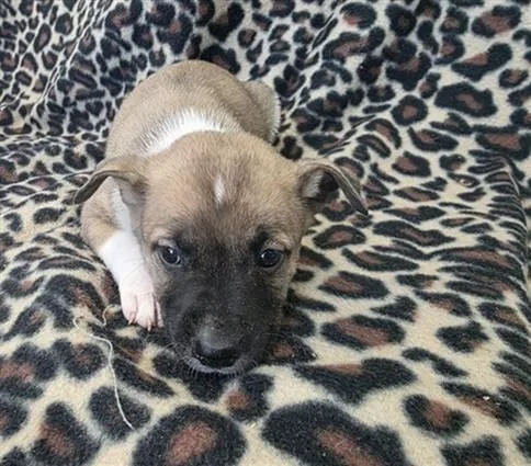 A baby small-sized female Pit Bull Terrier dog named Heather for adoption in Lancaster, CA