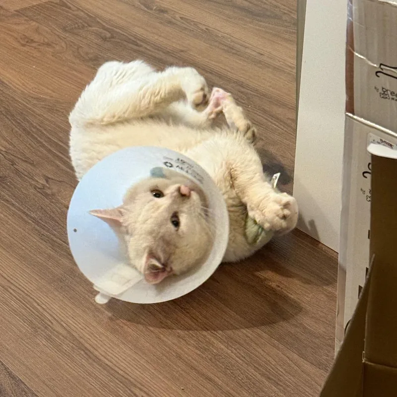 An adult large-sized male White Domestic Short Hair cat named Spot for adoption in Murray, UT