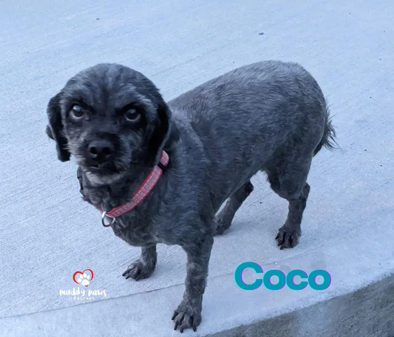 Coco thumbnail 5
