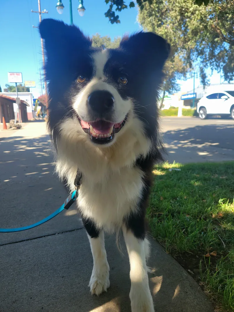 A young medium-sized male Black Border Collie dog named Mongo for adoption in Lodi, CA