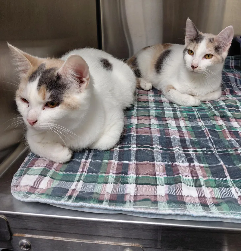 A young large-sized female Dilute Calico Domestic Short Hair cat named Betty for adoption in Hazleton, IA