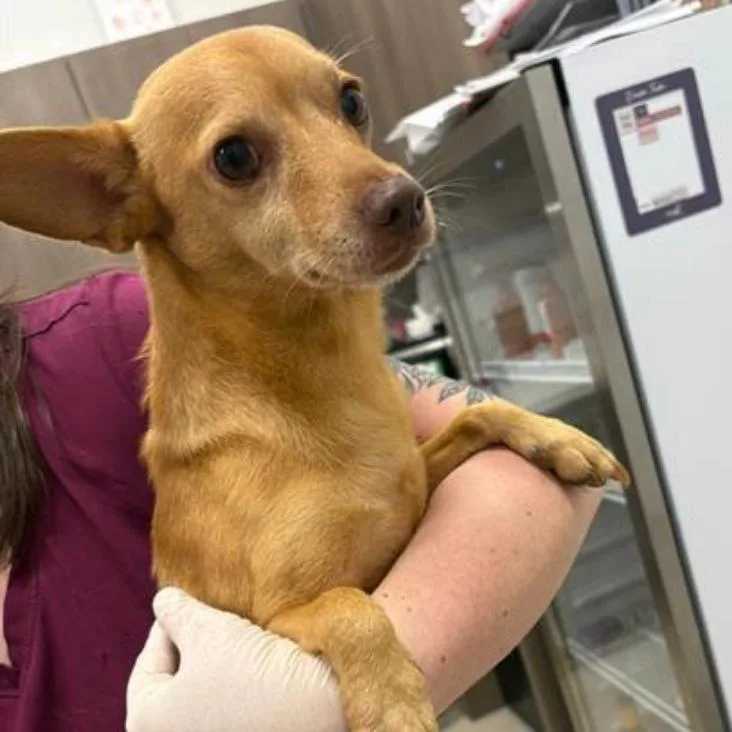 A young small-sized male Brown / Chocolate Chihuahua dog named Luis for adoption in Houston, TX