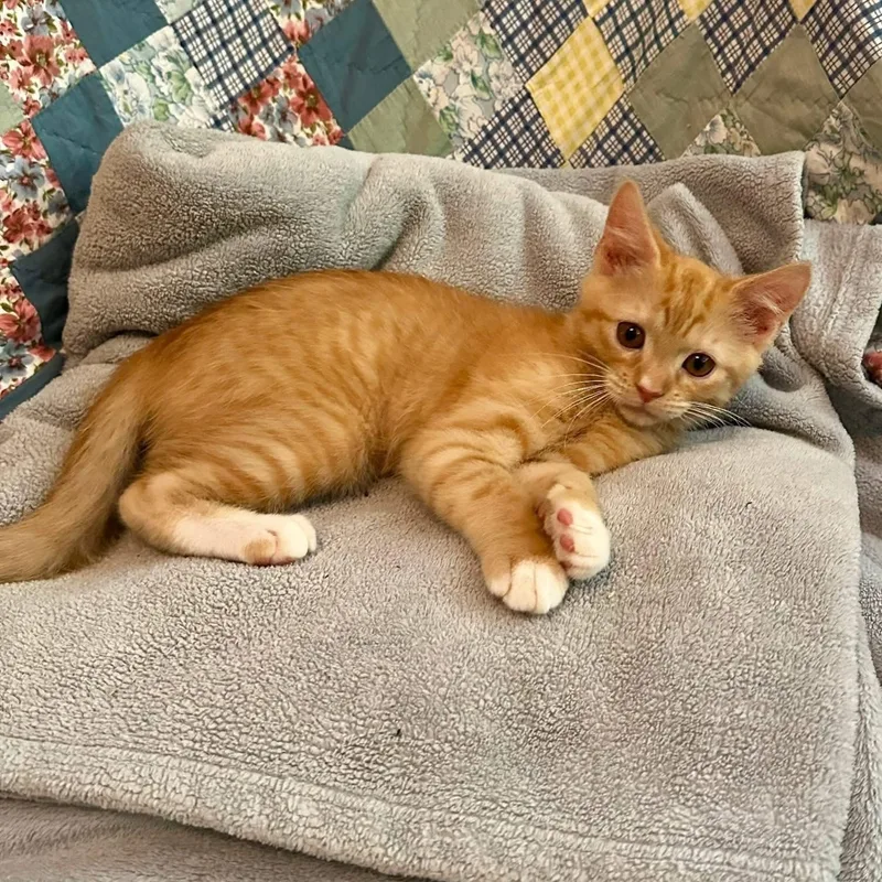 A baby medium-sized male Tabby (Orange / Red) Domestic Short Hair cat named Mr. Macaroni for adoption in Greensboro, NC