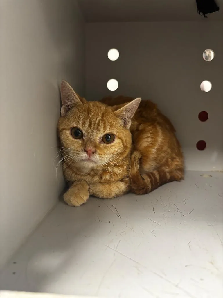 A baby large-sized male Domestic Short Hair cat named Wilder for adoption in Greenfield, IN