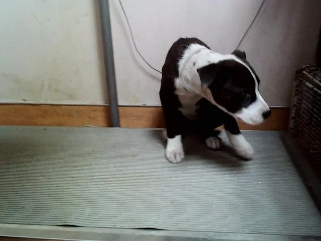 A baby small-sized female Pit Bull Terrier dog named Martha for adoption in Martinez, CA