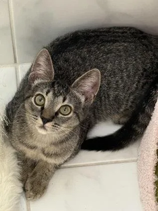 Chiquita thumbnail 2