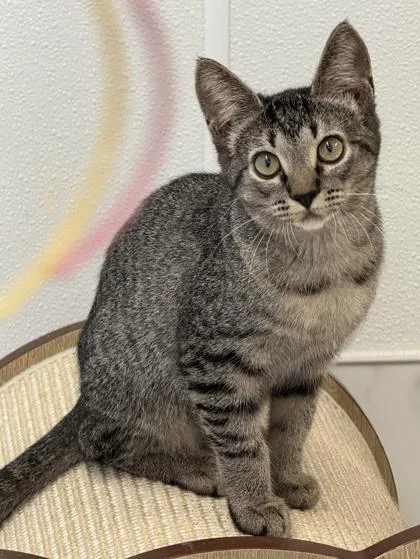 Chiquita thumbnail 3