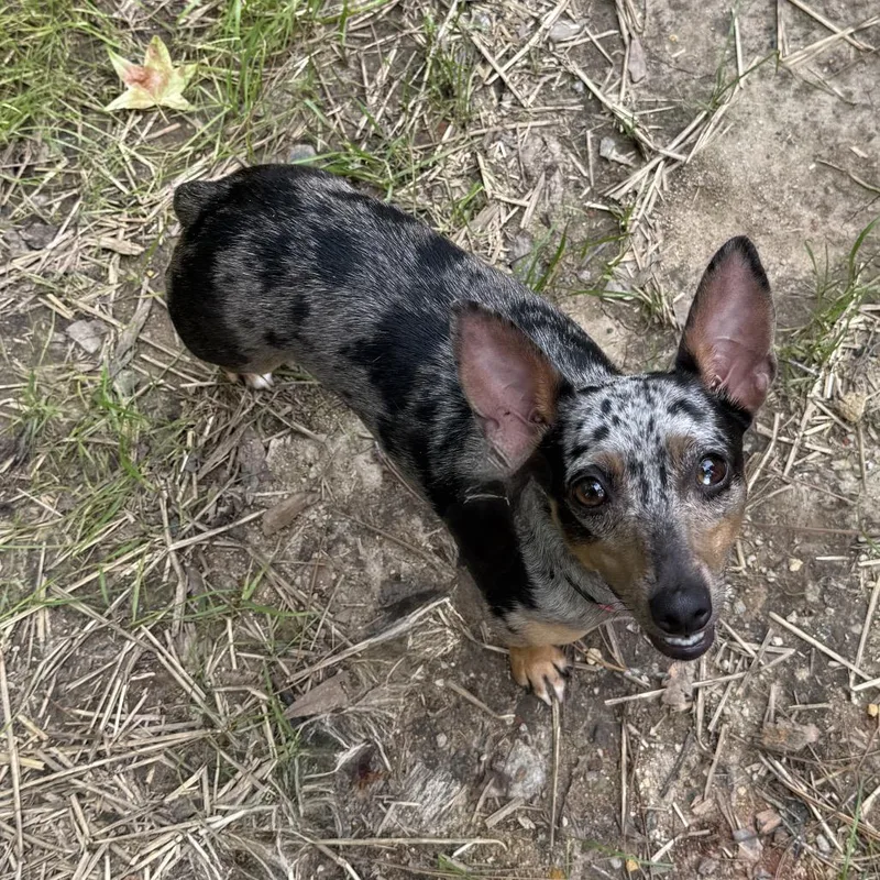 Millie