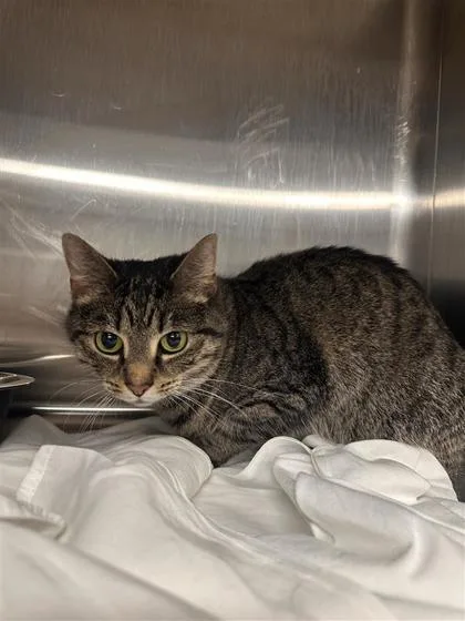 An adult small-sized female Domestic Short Hair cat named Paisley for adoption in West Chester, PA