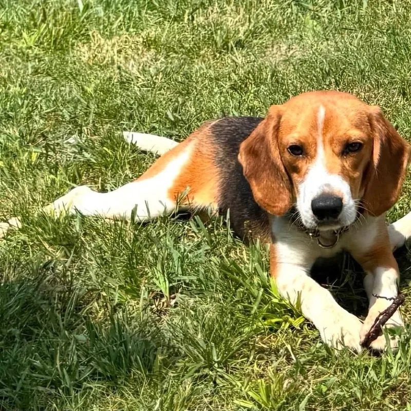 An adult small-sized male Yellow / Tan / Blond / Fawn Beagle dog named Waylon for adoption in Long Island City, NY