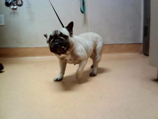 A young small-sized female French Bulldog dog named Poppyseed for adoption in Martinez, CA