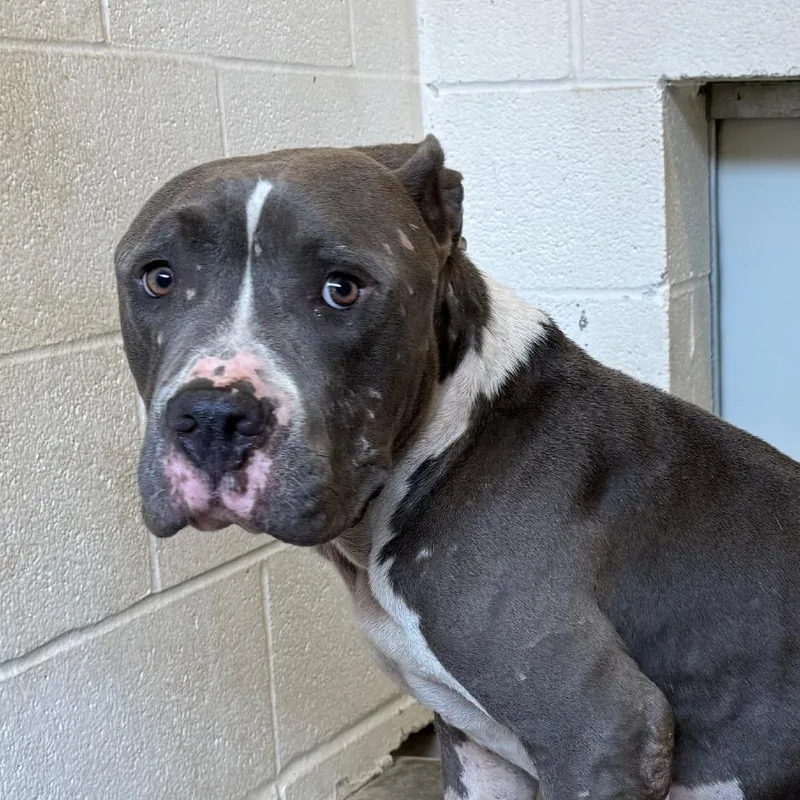 An adult large-sized male Gray / Blue / Silver American Bulldog dog named Paddington for adoption in Jacksonville, AR