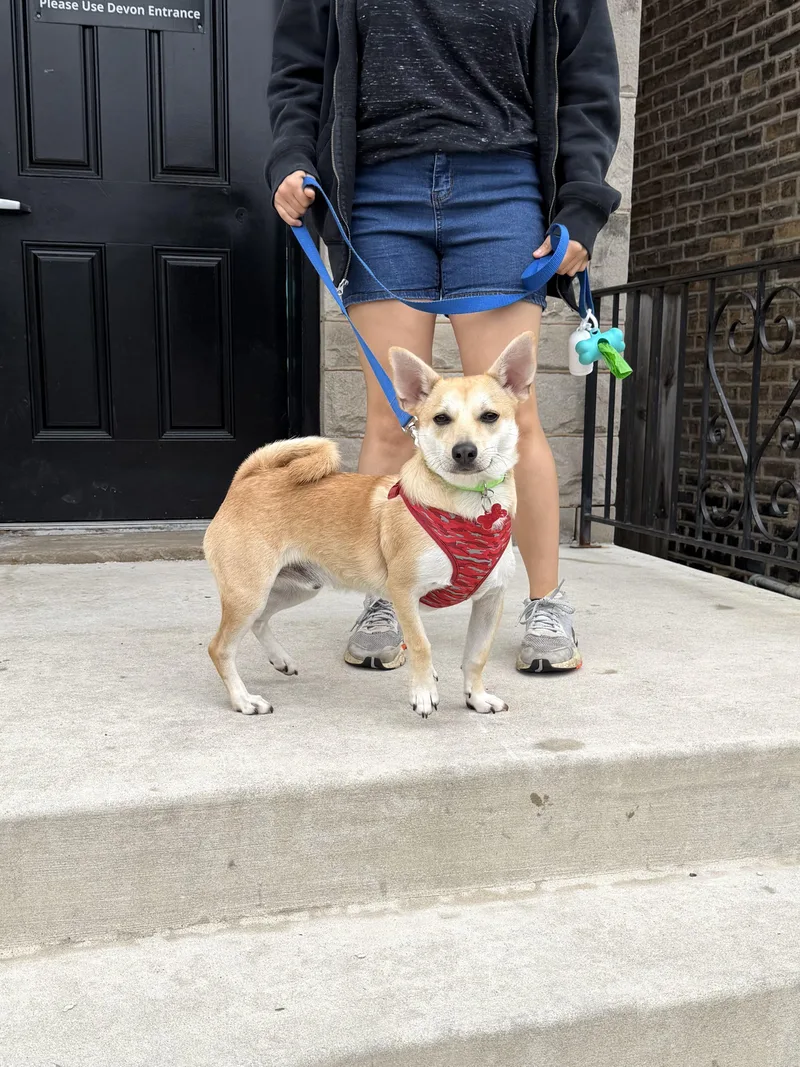 A young small-sized male Terrier dog named Peter for adoption in Chicago, IL