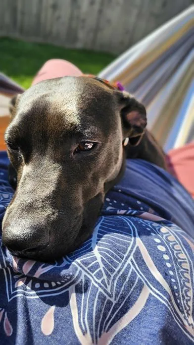 A young medium-sized female Tricolor (Brown, Black, & White) American Staffordshire Terrier dog named Lola for adoption in Liverpool, TX
