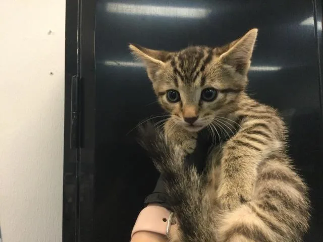 A baby small-sized male Domestic Short Hair cat named Sprout for adoption in Thousand Palms, CA