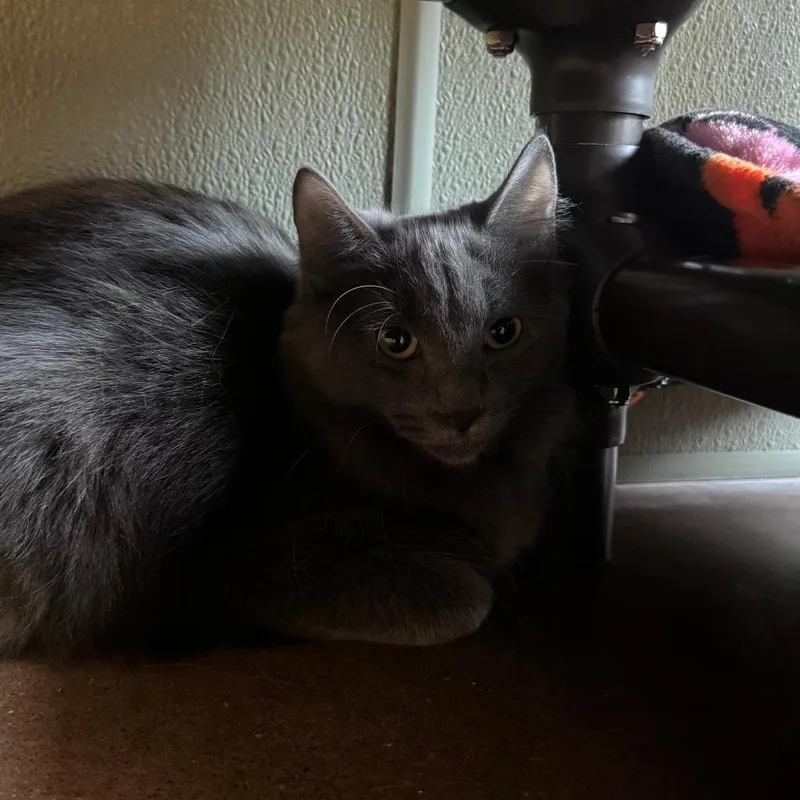 A baby medium-sized female Gray / Blue / Silver Domestic Medium Hair cat named Primrose for adoption in Kyle, TX