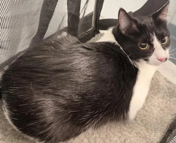 A young medium-sized female Domestic Short Hair cat named Mrs. Mustache for adoption in Ridgewood, NY