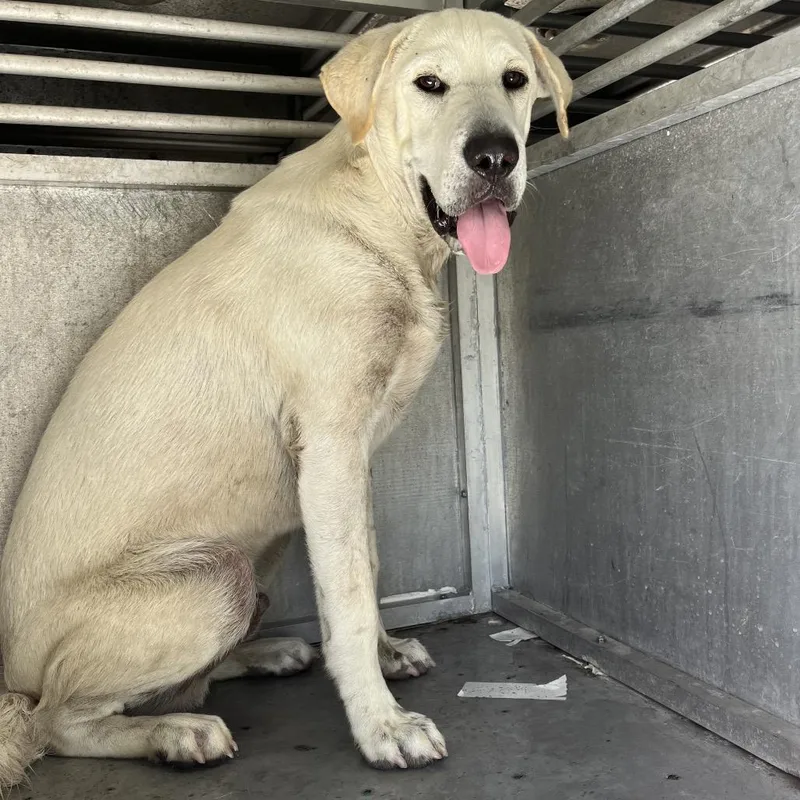 A young medium-sized male White / Cream Shar-Pei dog named Hoop for adoption in Edinburg, TX