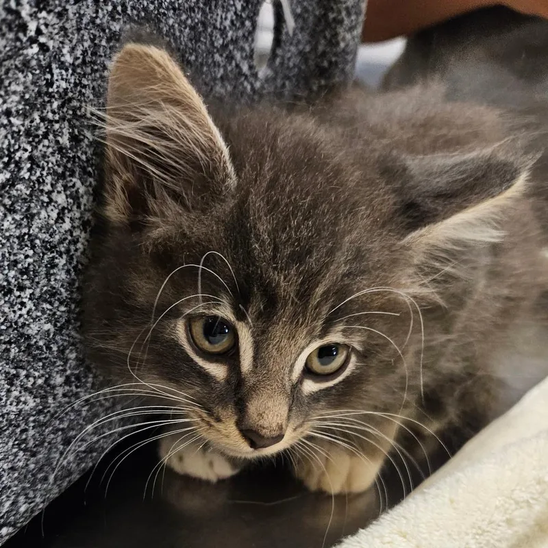 A baby small-sized female Gray / Blue / Silver Domestic Short Hair cat named Jinx for adoption in Lake Panasoffkee, FL