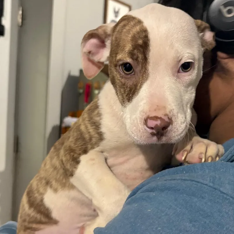 A baby medium-sized female Brindle Mixed Breed dog named Miss Tater for adoption in Wappingers Falls, NY